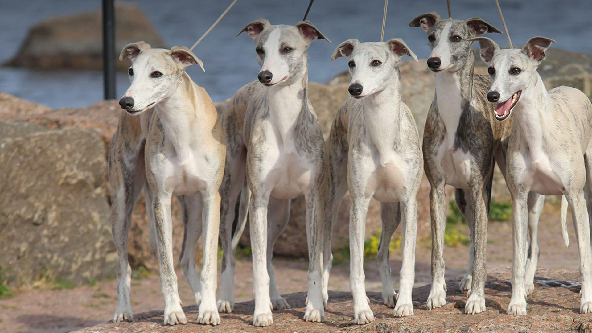 Home breeding Whippets